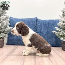 Rusty/English Springer Spaniel									Puppy/Male																/7 Weeks,This sweet and adorable English Springer Spaniel is looking for a forever family!