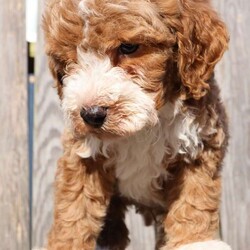 Dasher/Mini Labradoodle									Puppy/Male																/6 Weeks,They are going to be about 25lbs. They are extremely adorable! The puppies will come with their first set of shots and vet checked. Let me know if you have any questions.