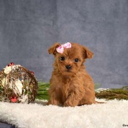 Daisy/Cavapoo									Puppy/Female														/November 12th, 2024,Meet Daisy, a darling Cavapoo puppy that is being family raised and is socialized with children. This sweet pup is vet checked and up to date on shots & wormer plus the breeder provides a 1-year genetic health guarantee for her. To learn more about this playful pooch, call the breeder today!