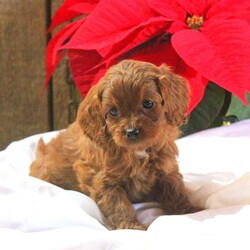 Megan/Cavapoo									Puppy/Female														/7 Weeks,This fluffy Cavapoo puppy is cute as can be! Megan loves to wiggle and play! She is socialized, family raised with children, and ready to be the best addition to her forever family! Megan has been seen by a vet and is up to date on shots and de-wormer. Plus, the breeder provides a health guarantee when this sweet puppy heads home. Call Leon Allgyer today to learn more and schedule your visit!