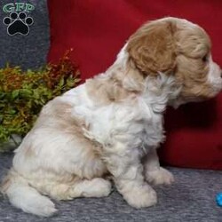 Rosco/Cavapoo									Puppy/Male																/5 Weeks,Hi, im a Cavapoo puppy. I am looking forward to meeting you! I am up to date with my immunizations, my wormer medications, and I have a Micro-chip so that I can be easily identified if I ever become lost!