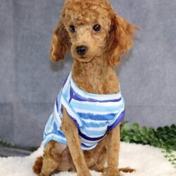 Dill/Cavapoo									Puppy/Male																/November 12th, 2024,Meet Dill, a darling Cavapoo puppy that is being family raised and is socialized with children. This sweet pup is vet checked and up to date on shots & wormer plus the breeder provides a 1-year genetic health guarantee for him. To learn more about this playful pooch, call the breeder today!