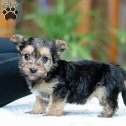 Bailey/Morkie / Yorktese									Puppy/Female														/6 Weeks,Meet Bailey! If you are looking for a puppy with lots of love and playful energy, you are you definitely at the right place. This baby will love being by your side all day. The Morkie is a delightful small breed that is a cross between a Maltese and a Yorkshire Terrier. They tend to adapt well to different activity levels and are content with indoor playtime as long as they receive sufficient attention and stimulation. You will fall in love with this sweet baby the minute you see her!