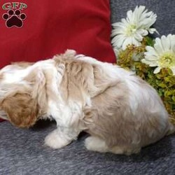 Rosco/Cavapoo									Puppy/Male																/5 Weeks,Hi, im a Cavapoo puppy. I am looking forward to meeting you! I am up to date with my immunizations, my wormer medications, and I have a Micro-chip so that I can be easily identified if I ever become lost!