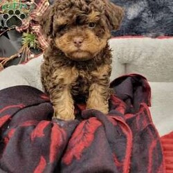 Rocky/Cavapoo									Puppy/Male																/October 26th, 2024,Rocky is a very playful humorous puppy that loves attention!! Rocky is vet checked registered and healthy! Come meet Rocky today! Contact Travis Zimmerman East Earl Pa #2459 Delivery availabile!