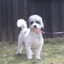 Buttons/Bich-Poo									Puppy/Male																/November 6th, 2024,Check out this adorable Bich-poo puppy! This sweet boy is well socialized and sure to be a great addition to any family. He is vet checked, up to date on shots and dewormer, plus comes with a health guarantee. To learn more about Buttons and how to claim his as your own, please contact Naomi today!