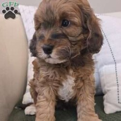 Chip/Cavapoo									Puppy/Male																/6 Weeks,Chip is an adorable F1B Cavapoo puppy who is well socialized and loves to play with kids. Family raised in our home with extra love and care. 