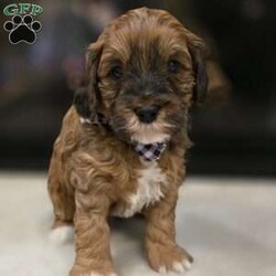 Chip/Cavapoo									Puppy/Male																/6 Weeks,Chip is an adorable F1B Cavapoo puppy who is well socialized and loves to play with kids. Family raised in our home with extra love and care. 