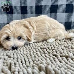 Sally/Coton de Tulear									Puppy/Female														/October 24th, 2024,Meet Sally a cute little Coton, she is ACA Reg. , Vet checked and shots are up to date,  Ready to be your little companion.    