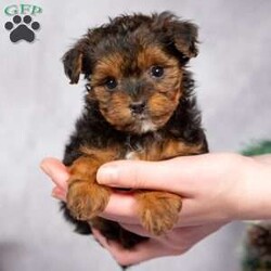 Tiny Tinsel/Yorkie Poo									Puppy/Female														/7 Weeks,Sometimes the best presents come in the smallest packages…like Tiny Tinsel! This little sweetheart is so tiny but soooo sweet!