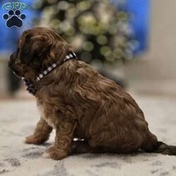 Chip/Cavapoo									Puppy/Male																/6 Weeks,Chip is an adorable F1B Cavapoo puppy who is well socialized and loves to play with kids. Family raised in our home with extra love and care. 