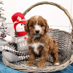 Ginger/Cavapoo									Puppy/Female														/November 14th, 2024