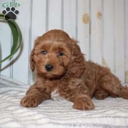 Riley/Cavapoo									Puppy/Female														/November 11th, 2024,Searching for an F1b Cavapoo puppy? This adorable little Cavapoo is smaller, more hypoallergenic, and smarter than your average Cavapoo because there is more Mini Poodle in this specific litter than Cavalier. This puppy is already used to being inside the house with a family and will have a smooth transition from our family to yours. The mother is a family pet and her puppies will be very fun to train! Each pup comes up to date on shots and dewormer and vet checked! If you are interested in adding one of our Cavapoos to your home contact us today! 