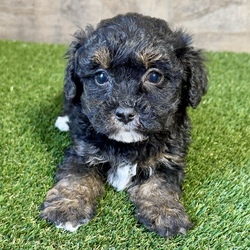 Mya/Maltipoo/Female/7 weeks