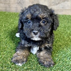 Adopt a dog:Mya/Maltipoo/Female/7 weeks,Hi, my name is Mya. I am looking for someone to play with. I love to play fetch; it’s my favorite game. When I get tired, I will come and curl up next to you so we can go to sleep. I love to go to parks and meet new people and animals. I am very affectionate and love to give kisses. I promise if you take me home, I will brighten your days and will always love you unconditionally. I will come home to you up to date on my vaccinations and vet checked. I am excited to meet you and become your new best friend!