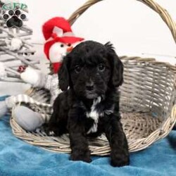 Midnight/Cavapoo									Puppy/Male																/November 14th, 2024,Meet Midnight! This snuggly Cavapoo puppy is vet checked & up to date on shots & wormer, plus comes with an extended health guarantee provided by the breeder! Midnight is well socialized & currently being family raised with children! If you would like more information on this endearing pup, please contact Adrian Zimmerman today!