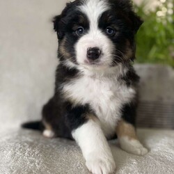 Garret/Miniature Australian Shepherd									Puppy/Male																/6 Weeks,Meet our adorable mini Australian shepherd puppy! As a family of four our goal is to raise happy and healthy puppies! Each puppy is well socialized and played with daily by our children! This pup is up to date on all vaccines and dewormer! It will come with vet papers and a 1 year health guarantee! Each puppy comes with its own collar, leash and blanket! Call today to reserve this cute cuddly puppy!