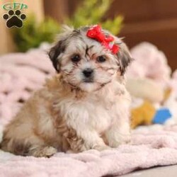 Layla/Teddy Bear									Puppy/Female														/10 Weeks,Meet Layla, the adorable Teddy Bear puppy who is ready to steal your heart with her fluffy coat and sweet, endearing personality. This little girl has been vet-checked, is up to date on all her vaccines and wormers, and comes microchipped for added peace of mind. We also provide a 30-day health guarantee with our puppies.