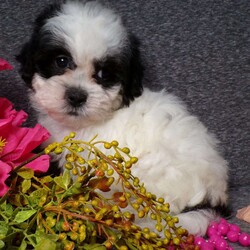 Tracy/Teddy Bear									Puppy/Female														/9 Weeks,Hi, im a Teddybear puppy. I am looking forward to meeting you! I am up to date with my immunizations, my wormer medications, and I have a Micro-chip so that I can be easily identified if I ever become lost! 