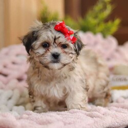 Layla/Teddy Bear									Puppy/Female														/10 Weeks,Meet Layla, the adorable Teddy Bear puppy who is ready to steal your heart with her fluffy coat and sweet, endearing personality. This little girl has been vet-checked, is up to date on all her vaccines and wormers, and comes microchipped for added peace of mind. We also provide a 30-day health guarantee with our puppies.