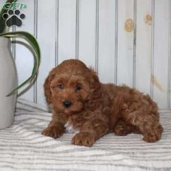 Riley/Cavapoo									Puppy/Female														/November 11th, 2024,Searching for an F1b Cavapoo puppy? This adorable little Cavapoo is smaller, more hypoallergenic, and smarter than your average Cavapoo because there is more Mini Poodle in this specific litter than Cavalier. This puppy is already used to being inside the house with a family and will have a smooth transition from our family to yours. The mother is a family pet and her puppies will be very fun to train! Each pup comes up to date on shots and dewormer and vet checked! If you are interested in adding one of our Cavapoos to your home contact us today! 