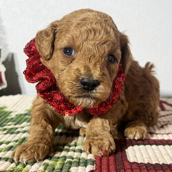 Adopt a dog:Finn/Goldendoodle/Male/5 weeks,Hi, my name is Finn. I am so excited I love to be around people, and you will enjoy being with me! I’m looking forward to meeting my new forever family. Could that be with you? I sure hope so. I am a gorgeous puppy with a personality to match. I am also up to date on my vaccinations and vet checked from head to tail, so when you see me, I will be as healthy as can be. What are you waiting for? I know I will be the best friend you have dreamed of.