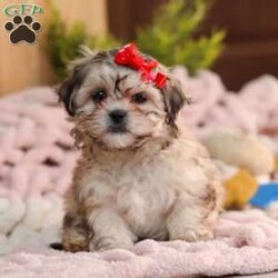 Layla/Teddy Bear									Puppy/Female														/10 Weeks,Meet Layla, the adorable Teddy Bear puppy who is ready to steal your heart with her fluffy coat and sweet, endearing personality. This little girl has been vet-checked, is up to date on all her vaccines and wormers, and comes microchipped for added peace of mind. We also provide a 30-day health guarantee with our puppies.