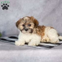 Oscar/Teddy Bear									Puppy/Male																/8 Weeks,Hi, I’m Oscar! I’m a fluffy little puppy. I would love to be your little buddy. I promise I’ll give you lots of love and snuggles!