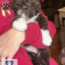 LATTE/Portuguese Water Dog									Puppy/Female														/5 Weeks,