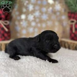 Bronco/Shih-Poo									Puppy/Male																/5 Weeks,Hey there, My name is Bronco! I am a very cute male Black Shihpoo puppy! I was born on December 1st, 2024. I am such a sweet boy! I am looking for my new family, could that be with you? If you choose me I will come home to you vet checked with my vaccinations and deworming up to date, and I will also be microchipped. If you think that I would make the perfect little addition to your family, then please call or text to find out more information about me!