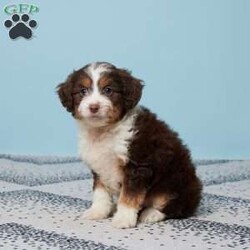 Addi/Mini Aussiedoodle									Puppy/Female														/11 Weeks,Meet Addi, the sweetest Aussiepoo you’ll ever find! She’s been raised with love in a family setting, so she’s already great with kids and full of affection. Addi comes vet-checked, microchipped, and is up to date on her vaccines and dewormer, giving you peace of mind. She’s ready to fill your home with joy, wagging tails, and cuddles. Addi has a playful spirit but also loves to snuggle up for some quiet time. She’s looking for a family to call her own—could it be yours? Bring Addi home and make every day brighter with her love and loyalty!