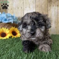 Snickers/Shih-Poo									Puppy/Male																/6 Weeks,Hey there, My name is Snickers! I am a very cute male Merle Shihpoo puppy! I was born on November 25th, 2024. I am such a sweet boy! I am looking for my new family, could that be with you? If you choose me I will come home to you vet checked with my vaccinations and deworming up to date, and I will also be microchipped. If you think that I would make the perfect little addition to your family, then please call or text to find out more information about me!