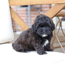 Winston/Shih-Poo									Puppy/Male																/8 Weeks,To contact the breeder about this puppy, click on the “View Breeder Info” tab above.