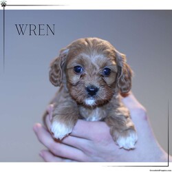 Wren/Cavapoo									Puppy/Female														/7 Weeks,Our goal is to give you the best experience when buying your pet. Wren will be vet checked and up to date on shots and wormer plus we provide a 30 day health guarantee for her. Call Wenadll today to come meet this playful puppy!