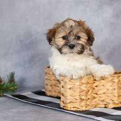 Oscar/Teddy Bear									Puppy/Male																/8 Weeks,Hi, I’m Oscar! I’m a fluffy little puppy. I would love to be your little buddy. I promise I’ll give you lots of love and snuggles!