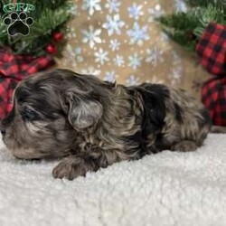 Snickers/Shih-Poo									Puppy/Male																/6 Weeks,Hey there, My name is Snickers! I am a very cute male Merle Shihpoo puppy! I was born on November 25th, 2024. I am such a sweet boy! I am looking for my new family, could that be with you? If you choose me I will come home to you vet checked with my vaccinations and deworming up to date, and I will also be microchipped. If you think that I would make the perfect little addition to your family, then please call or text to find out more information about me!