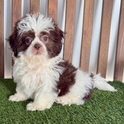 Adopt a dog:Sofie/Shih Tzu/Female/13 weeks,Hi, I'm Sofie! A picture is worth a thousand words and I'm sure that's why you clicked on me! I'm a beautiful puppy with a great disposition. I have wonderful parents who have started teaching me how to be a great companion. I hope to come home to you soon, so I can show you what I've learned. I will come home to you up to date on my vaccinations and vet checked. I'm waiting for you to pick me. You won't regret it!