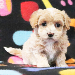 Adopt a dog:Ruby/Maltipoo/Female/7 weeks,Hello! My name is Ruby, and I'm super excited to meet you! I cannot wait to join your family and go on adventures with you. I love to play. I also like to snuggle up next to you for a quiet nap, especially on those rainy days. I come up to date on vaccinations and vet checks, so I will be healthy, happy, and ready to come to my FUR-ever home! So, go ahead and pick me for a lifetime of puppy kisses and love. Don’t wait!