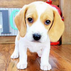 Adopt a dog:Hansel/Beagle/Male/6 weeks,Hi! I'm Hansel. I'm currently searching for a good, loving home. I hope to find a family that loves to play and loves to receive puppy kisses! I'm good at giving out plenty. Whether we are playing or cuddling together, I promise to be your most loving companion. I will arrive at my new home up to date on vaccinations and pre-spoiled. I can't wait to meet you. I have so much fun planned for us! See you soon!