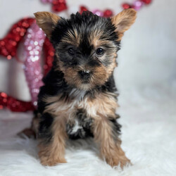 Adopt a dog:April/Yorkshire Terrier/Female/7 weeks,Well, hello there! It is a pleasure to meet you. I am looking for the perfect family for me. I love being the center of attention and making my friends and family laugh. I am the all-around perfect pup! I look forward to my walks and nap times. Just put on a good movie and I will be there curled up right next to you before you know it. I promise to come home up to date on my puppy vaccinations and pre-spoiled. I am a very happy, healthy puppy and I am sure I will make that perfect addition to your loving family. Make me the newest member and I will be sure to have puppy kisses waiting just for you.