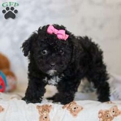 Valentine/Miniature Poodle									Puppy/Female														/7 Weeks,Valetine is the sweetest Poodle puppy around! With her expressive face and twinkling puppy dog eyes, she’s used to getting her way. This little sweetheart has everyone wrapped around her tiny paw! Her soft, silky coat and playful personality are just a few of her outstanding qualities. Highly trainable, and irresistibly adorable, Poodles are perfect for family life.