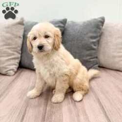 Mavin/Mini Goldendoodle									Puppy/Male																/9 Weeks,Meet Mavin! This sweet and adorable F1 Mini Goldendoodle is looking for a forever family!