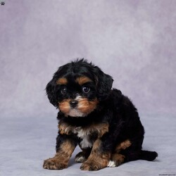 Phil/Cavapoo									Puppy/Male																/6 Weeks