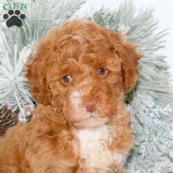 Rainbow/Mini Goldendoodle									Puppy/Female														/November 13th, 2024,Curly and cute is what you will find with Rainbow, an adorable Miniature Goldendoodle puppy ready to be loved by you! This spoiled pup will be vet checked, up to date on shots and wormer, plus comes with a health guarantee provided by the breeder. Rainbow is family raised with children and Kelly, the mother, is available to meet! To find out more about this well socialized pup, please contact Aaron today!