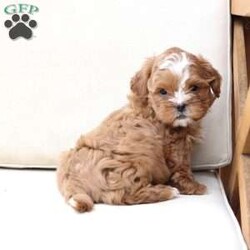 Charlie/Shih-Poo									Puppy/Male																/9 Weeks,To contact the breeder about this puppy, click on the “View Breeder Info” tab above.