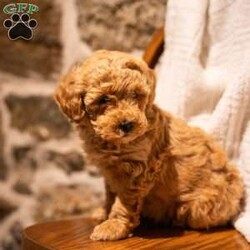 Abigale (F1B)/Mini Goldendoodle									Puppy/Female														/November 20th, 2024,These puppies are loyal, fun-loving, and family raised (not to mention adorable!) We have young kids that love playing with them. Their personalities will make any of them