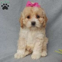 Maggie/Cockapoo									Puppy/Female														/10 Weeks,Prepare to fall in love!!!  My name is Maggie and I’m the sweetest little F1 cockapoo and I would love to come home with you!!!! One look into my warm, loving eyes and at my silky soft coat and I’ll be sure to have captured your heart already! I’m very happy, playful and very kid friendly and I would love to fill your home with all my puppy love!! I am full of personality, and ready for adventures! I stand out way above the rest with my beautiful buff colored coat!!… I will come to you vet checked head to tail, microchipped and I am up to date on all vaccinations and dewormings. I come with a 1-year guarantee with the option of extending it to a 3-year guarantee and shipping is available! My mother is Jo , a 19#chocolate merle cocker spaniel with a heart of gold and my father is Zeke,our 10# playful and kid friendly mini poodle… and he has also been genetically tested clear!  I will grow to approx. 14-17# and I will be hypoallergenic and nonshedding! !!… Why wait when you know I’m the one for you? Call or text Martha to make me the newest addition to your family and get ready to spend a lifetime of tail wagging fun with me! (7% sales tax on in home pickups) 