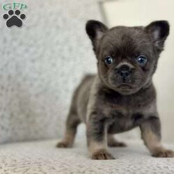 Bluebelle/French Bulldog									Puppy/Female														/7 Weeks,Meet Bluebelle – Your New Best Friend! Bluebelle is a stunning blue and tan full fluffy Frenchie with a coat as soft as her personality. This beautiful girl is on the lookout for her forever home, and once you meet her, you’ll understand why she’s so special! Bluebelle is a delight in every way – calm, well-mannered, and deeply affectionate. She adores cuddles, thrives on attention, and will quickly become the heart of your home. Whether she’s making friends with people or playing with other dogs, Bluebelle’s sweet and gentle nature always shines through. If you’re looking for a puppy who combines charm, beauty, and a loving personality, Bluebelle is the perfect match. Don’t miss out on this little treasure – she’s ready to bring love, joy, and plenty of fluffy cuddles into your life. Contact us today to learn more about welcoming Bluebelle into your family!