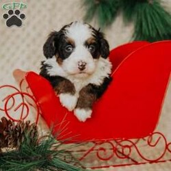 Pearl/Mini Bernedoodle									Puppy/Female														/8 Weeks,Do you love Bernese Mountain dogs but struggle with the heavy shedding then take a look at this puppy. With their poodle hair but Bernese happy personality they are sure to please.