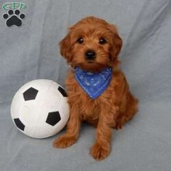 Robbie (micro mini)/Mini Goldendoodle									Puppy/Male																/9 Weeks,Hi there! My name is Robbie and I’m the sweetest little F1bb micro mini goldendoodle looking for my furever home! One look into my warm, loving eyes and at my super soft fluffy coat and I’ll be sure to have captured your heart already! I’m very happy, playful and very kid friendly and I would love to fill your home with all my puppy love!! I am full of personality, and I give amazing puppy kisses! I stand out above the rest with my sweet, loving personality and my adorable red colored coat! I will come to you vet checked and up to date on all vaccinations and dewormings . I come with a 1-year guarantee with the option of extending it to a 3-year guarantee and shipping is available! My mother is Mopsy, an F1b Mini Goldendoodle weighing 10# with a heart of gold and my father is Pete, a 7# toy Poodle! Both of my parents are very sweet and kid friendly which will make me the same!! I will grow to approx. 8-10# and I will be hypoallergenic and nonshedding! !!… Why wait when you know I’m the one for you? Call or text Martha to make me the newest addition to your family and get ready to spend a lifetime of tail wagging fun with me! (7% sales tax on in home pickups)